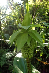 Eucomis bicolor