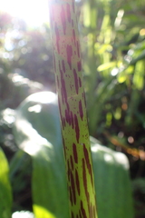 Eucomis bicolor