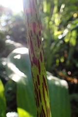 Eucomis bicolor