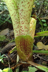 Eucomis bicolor