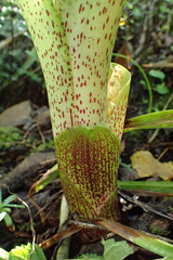 Eucomis bicolor