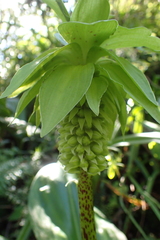 Eucomis bicolor