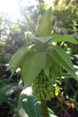 Eucomis bicolor