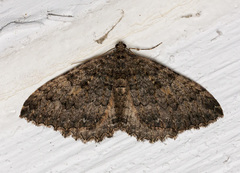 Triphosa californiata