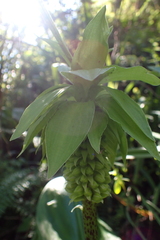 Eucomis bicolor