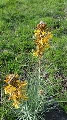 Asphodeline lutea