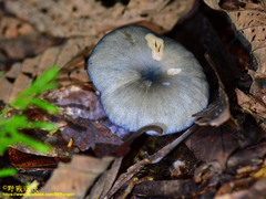 Entoloma burkilliae