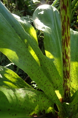 Eucomis bicolor