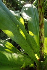 Eucomis bicolor