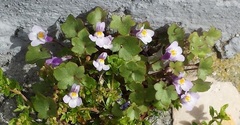 Cymbalaria muralis