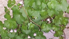 Cymbalaria muralis