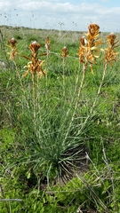 Asphodeline lutea
