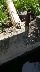 Pelophylax bedriagae