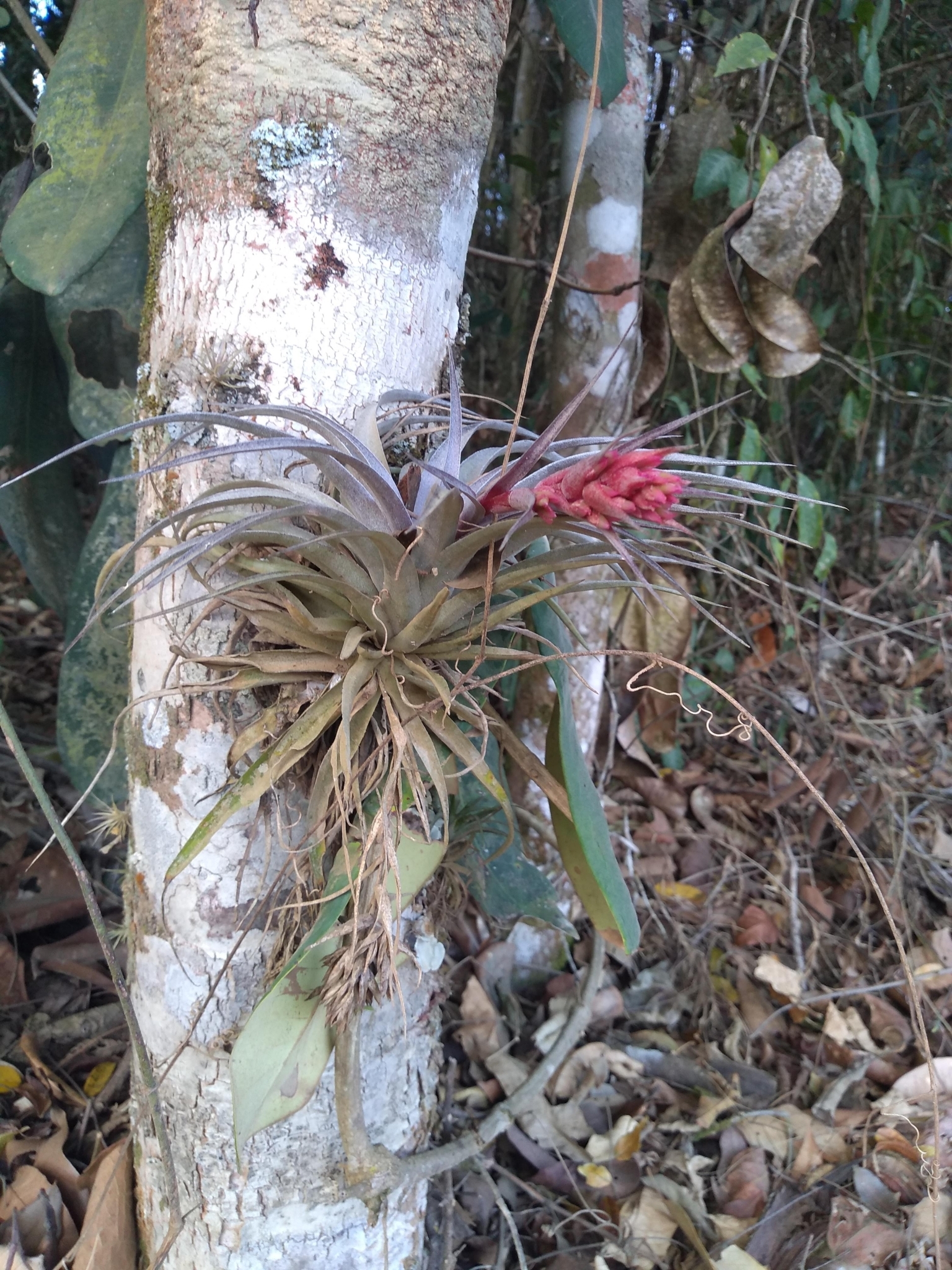 Tillandsia geminiflora