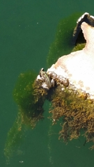 Pelophylax bedriagae