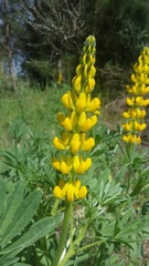 Lupinus luteus