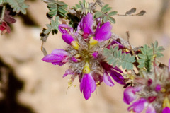 Dalea versicolor