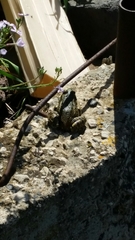 Pelophylax bedriagae