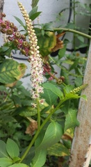 Phytolacca heterotepala