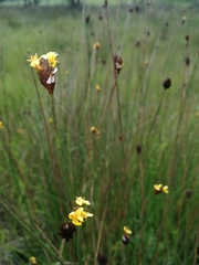 Xyris capensis
