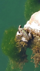 Pelophylax bedriagae