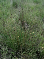 Xyris capensis