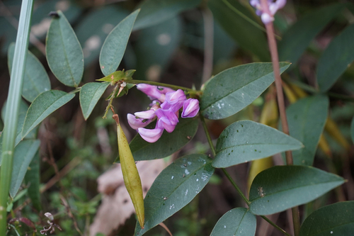 Vicia nipponica iNat (3)