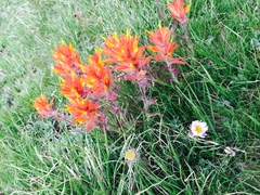 Castilleja peirsonii