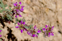 Dalea versicolor
