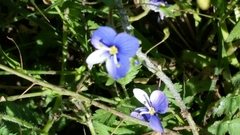 Veronica syriaca
