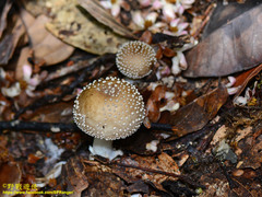 Amanita kwangsiensis