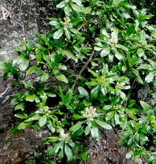 Ardisia revoluta