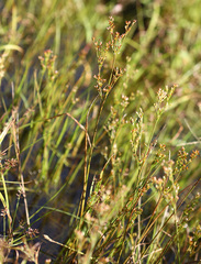 Juncus papillosus