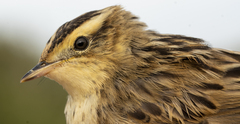 Aquatic Warbler photo 3
