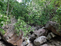 Ardisia revoluta
