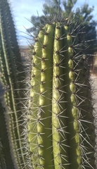 Stenocereus thurberi