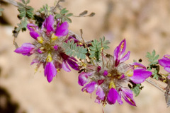 Dalea versicolor