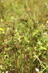 Juncus papillosus