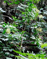 Ardisia revoluta