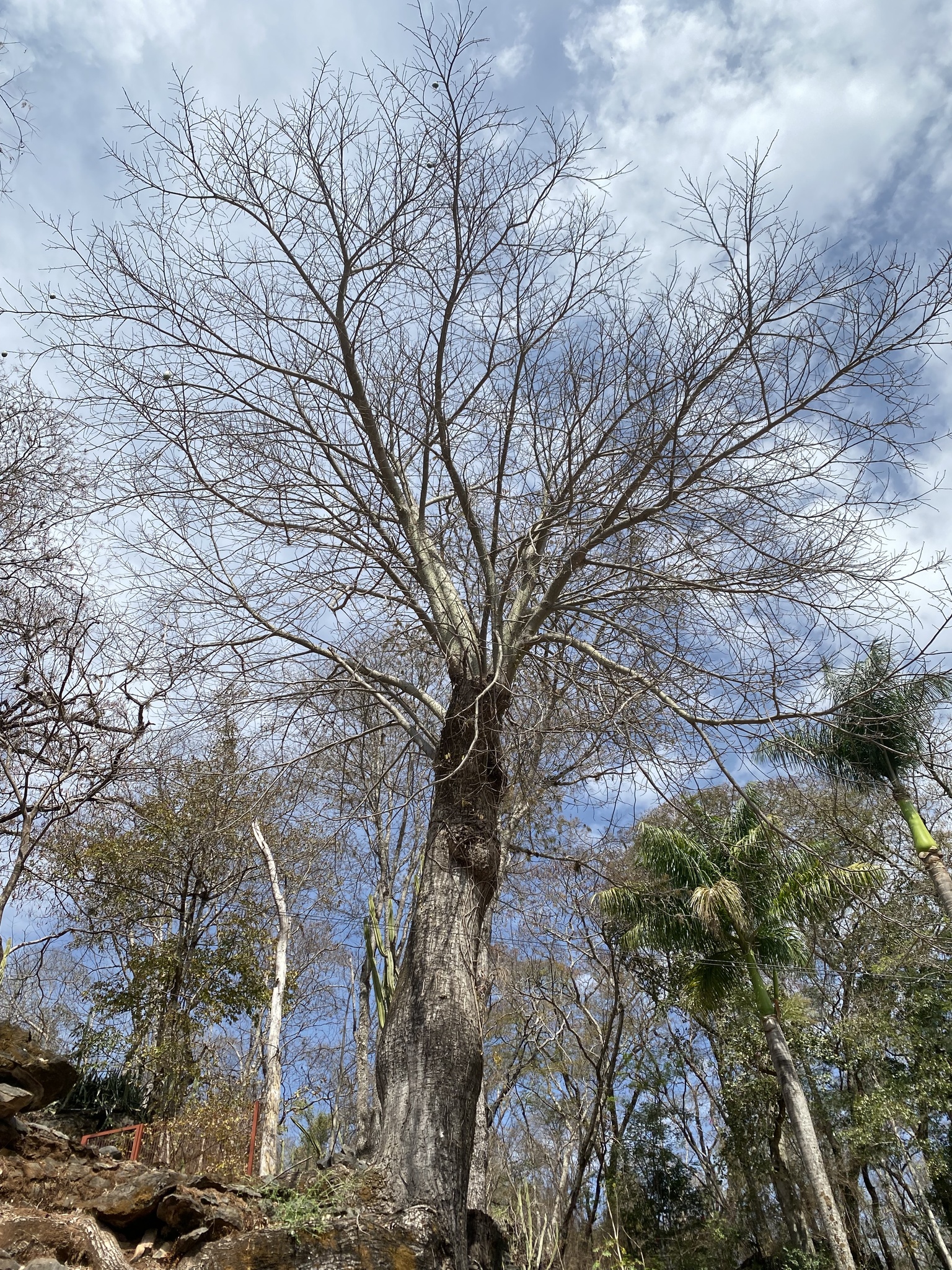 Ceiba speciosa