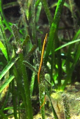 Stigmatopora narinosa