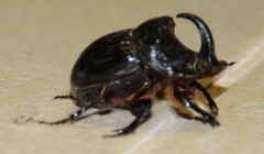 Copris hispanus