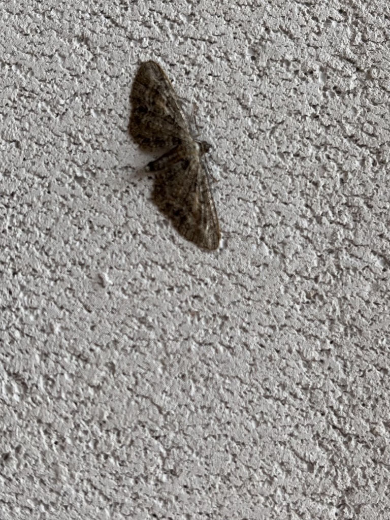 Pug Moths from 78К-0009, Борок, Ярославская область, RU on August 14 ...