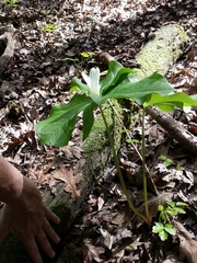 Trillium albidum