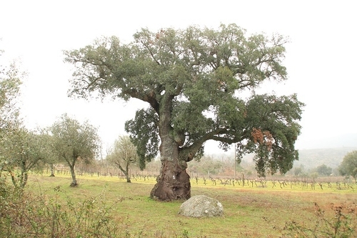 cork oak