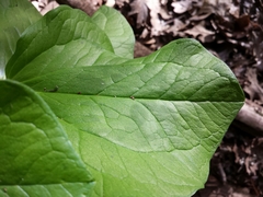 Trillium albidum