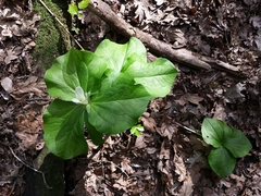 Trillium albidum
