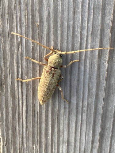 Red Oak Borer photo 6