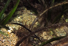 Vanacampus poecilolaemus