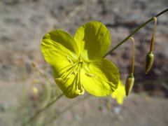 Chylismia multijuga